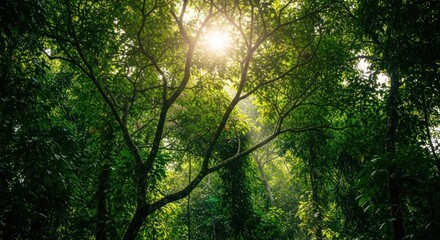Fototapeta premium Sunlight Filtering Through Lush Green Forest Canopy.