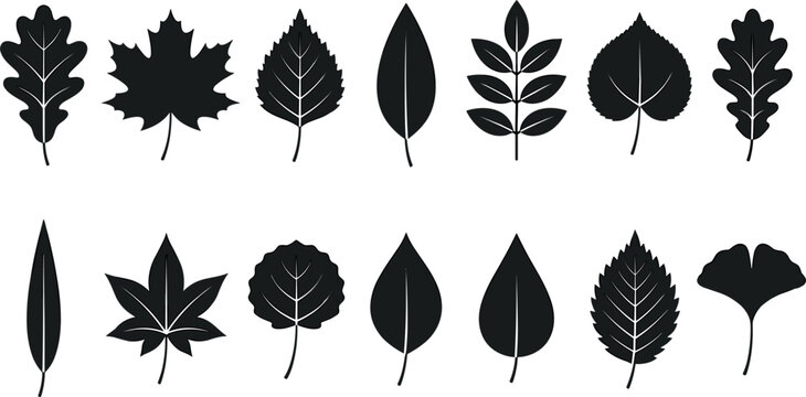 Autumn Forest Tree Leaves Black Silhouette Set featuring Maple Oak Birch Ginkgo Biloba Linden and Aspen Botanical Foliage Elements for Nature Designs