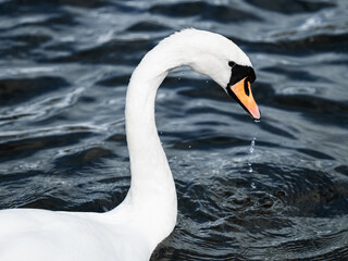 swan on the water © Muren