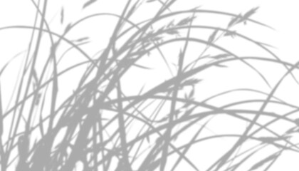 Obraz premium Shadow of grass blades isolated on transparent background