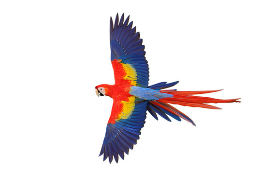 Colorful flying Scarlet Macaw parrot isolated on transparent background png file