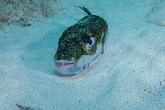 Big toadfish Lagocephalus sceleratus