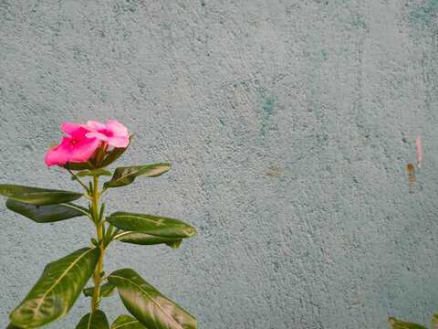 Bright pink vinca flowers and green foliage bloom on the left against a textured, light turquoise wall background