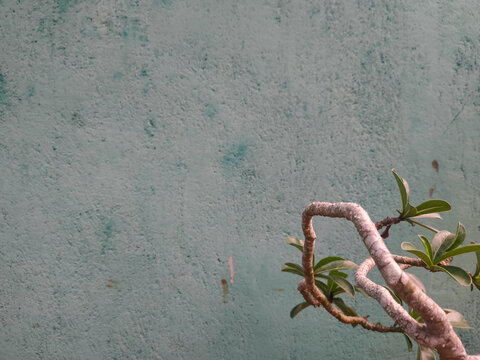 Curving plant stems with small green leaves grow in the lower right against a muted, light turquoise wall background