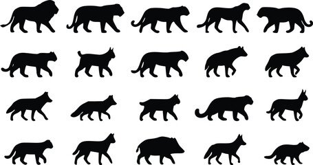 Set of wild animal silhouettes including lions tigers wolves and cats walking in a row isolated collection of various predators in black profile © Nimy_