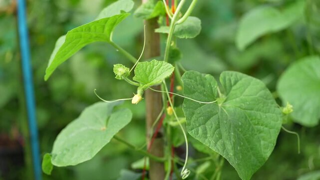 Cucumber vine leaf tendril flower garden vegetable plant climbing on support trellis, closeup fresh green foliage and stem with yellow blossom and young bud, calm summer outdoor backyard agriculture