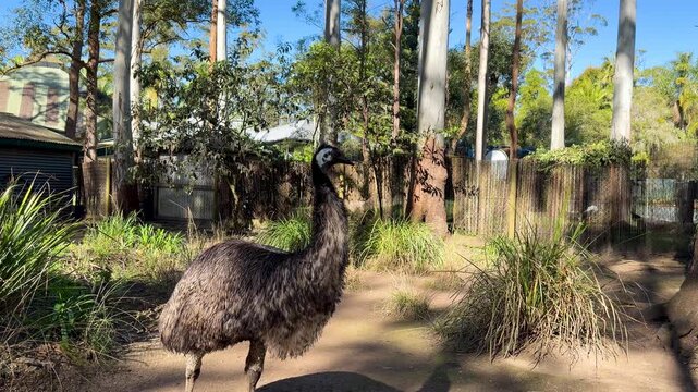 Australian Emu Standing in Sunny Eucalyptus Forest Enclosure