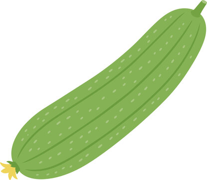 緑のヘチマの実のベクターイラスト