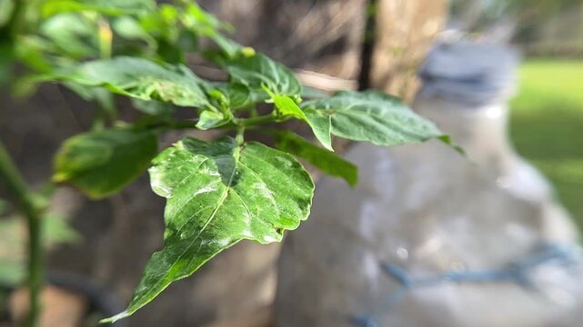 Close-up of Green Chili Plant Leaves