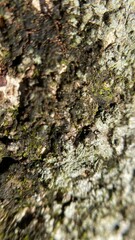 Fototapeta premium lichen on tree bark
