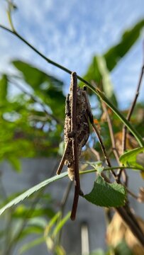 butterfly on a branch