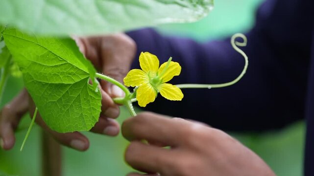 Hand holding yellow cucumber flower on vine leaf in garden, plant pollination closeup, finger support for tender stem and blossom, green foliage sunlight, natural agriculture care