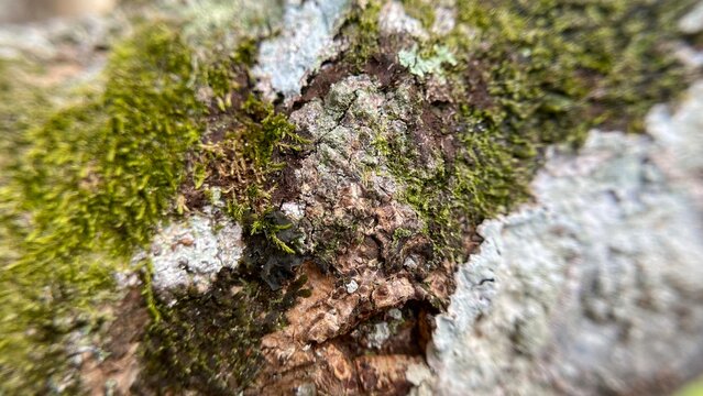 moss on tree bark