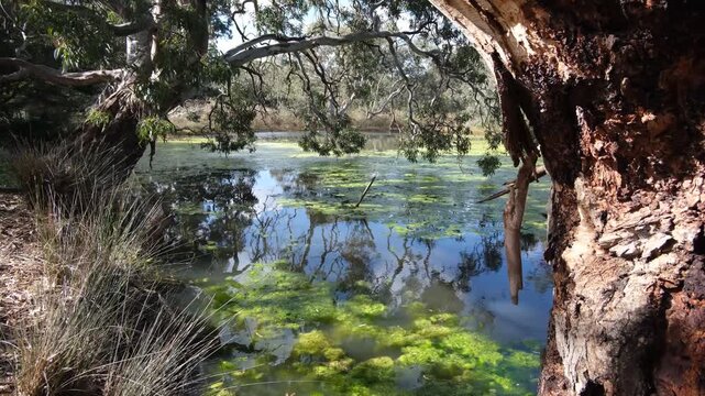 Tranquil wetland scene at Ryans Creek, Melton Botanic Garden, Victoria, Australia, eucalyptus trees with overhanging branches, and algae-covered still water.  Australian native vegetation