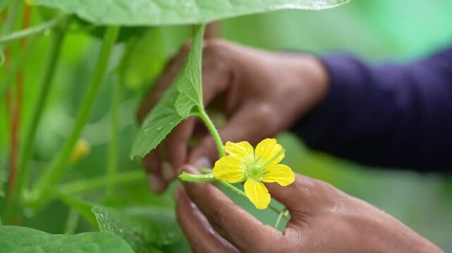 Hand holding yellow flower on green vine plant in garden, agriculture pollination closeup, gentle fingers support blossom on leafy foliage, organic farming growth concept, nature soft bokeh