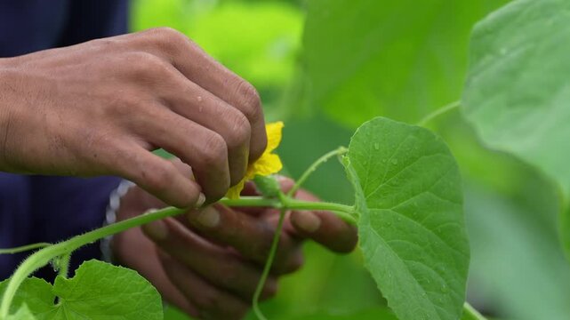 Hand pollination on cucumber flower vine leaf in greenhouse agriculture, gardener fingers gently fertilizing yellow blossom, pruning vegetable plant stem to boost organic fruit growth and care