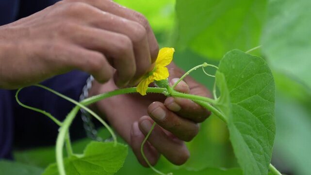 Closeup cucumber flower hand pollination on vine, farmer hands pruning green leaf in summer garden agriculture, careful manual pollination for organic cucurbit crop growth outdoors