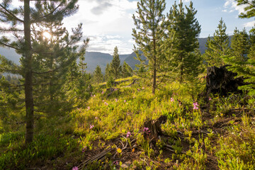 Obraz premium Flat Tops Trail Colorado - Trappers Lake