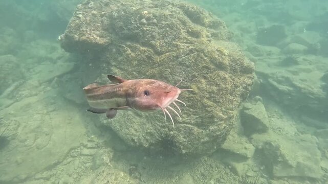Underwater catfish fish freshwater river wildlife nature swimming aquatic underwater photography, whiskered barbels gliding above rocky riverbed boulder, green water habitat