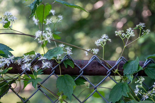 Wild Clematis flowers blooming over an old chain-link fence. nature, landscaping, rewilding, or urban ecology background with bokeh light effect