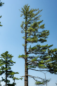 A lopsided tall pine tree against a clear blue sky in summer, showcasing asymmetric wind-blown branches. Wind-pruning, flagging, salt or ice damage are potential causes.