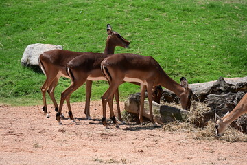 impalas feeding in zoo enclosure, group of impalas feeding in a zoo enclosure. elegant african antelopes grazing in a naturalistic habitat, showcasing wildlife conservation and animal behavior. © Галина Миронюк