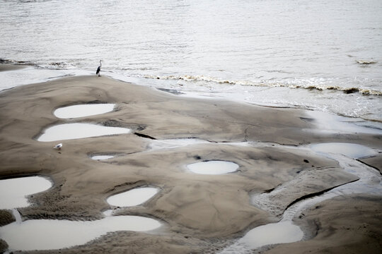 Heron and seagull standing on tidal sand banks