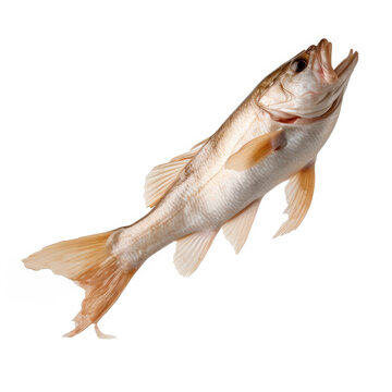 A light-colored fish leaps upwards in mid-air. The fish has a reddish-orange hue and a streamlined body.