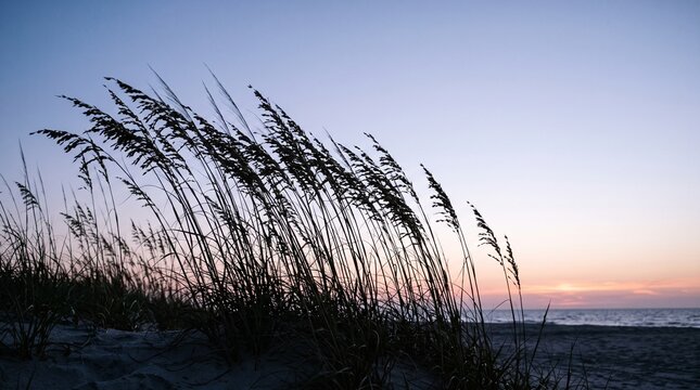 Emancipation Day seaside photo: sea oats bend in wind at sunset beach