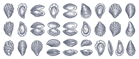 Vintage Sketch Collection of Various Shellfish Varieties © Erlin