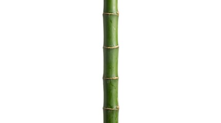 Fototapeta premium Single Vertical Green Bamboo Stalk with Nodes Isolated on White Background