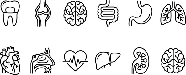 Internal organs and body systems line icons set representing anatomy biology healthcare and surgical hospital medicine elements © MdAnarulIslam