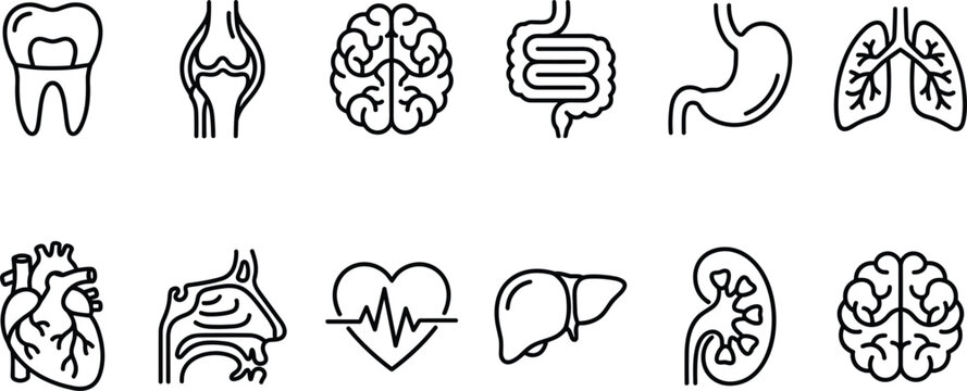 Internal organs and body systems line icons set representing anatomy biology healthcare and surgical hospital medicine elements