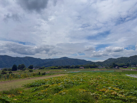 京都市北嵯峨の田園風景
