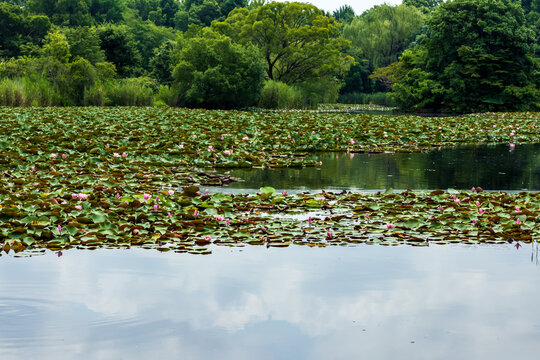 見沼自然公園の睡蓮の咲く池
