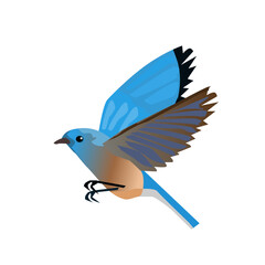 Fototapeta premium Vector illustration of a colorful bluebird flying with spread wings. Clean animal graphic design element featuring blue and brown feathers, isolated on a white background.