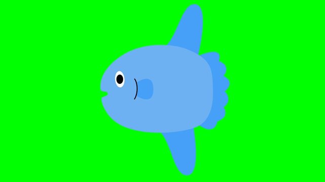 Animated sunfish, mola mola swimming in flat cartoon style on green screen