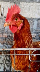 rooster in the farm © Donny