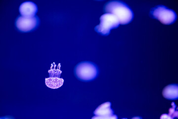 small, bioluminescent jellyfish swimming in blue water © Alyssa