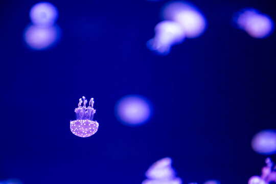small, bioluminescent jellyfish swimming in blue water