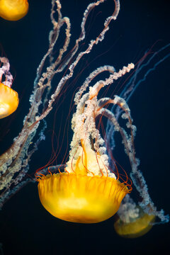 yellow jellyfish in aquarium swimming upside down, vertical