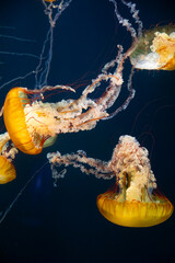 group of yellow jellyfish swimming in aquarium, vertical © Alyssa
