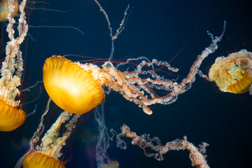 group of yellow jellyfish swimming in aquarium © Alyssa