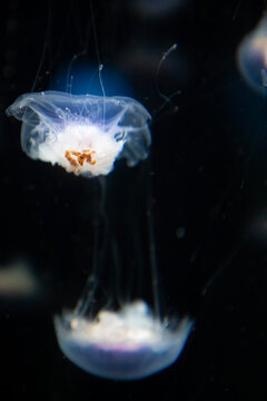 glowing white jellyfish is dark waters