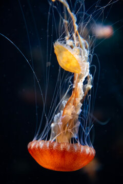 jellyfish swimming down in dark waters