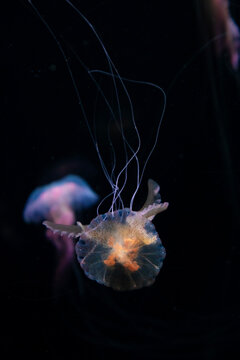 jellyfish floating in dark waters