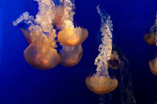 group of jelly fish in the water 