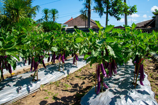 Long Purple Eggplants in the Garden