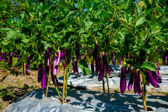 Long Purple Eggplants in the Garden