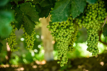 Close-up of Unripe Grapes in a Vineyard in Turpan, Xinjiang, China © 墨枫